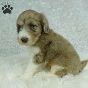Koda, Newfypoo Puppy