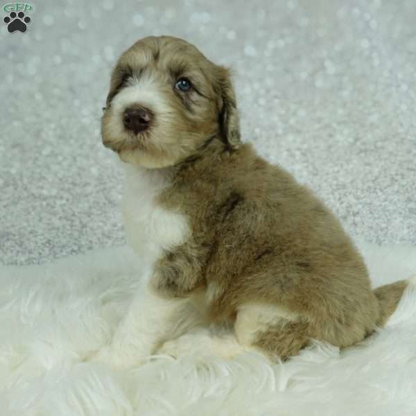 Koda, Newfypoo Puppy