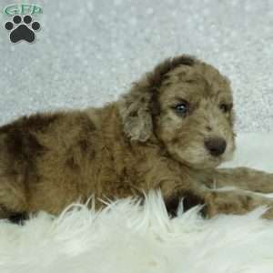 Maggie, Newfypoo Puppy