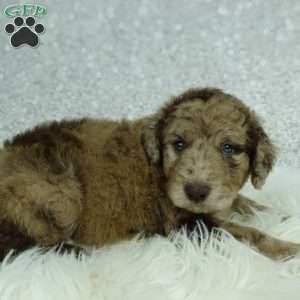 Maggie, Newfypoo Puppy