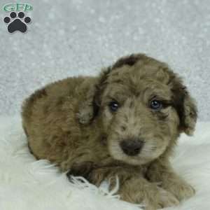 Maggie, Newfypoo Puppy