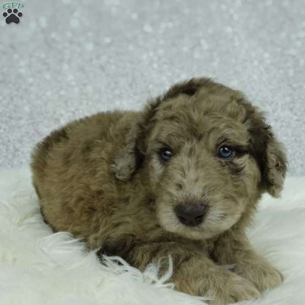 Maggie, Newfypoo Puppy