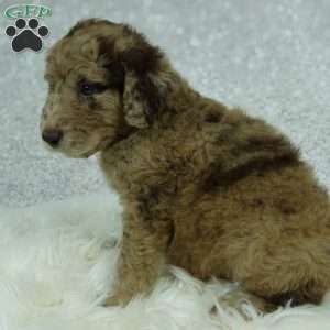 Maggie, Newfypoo Puppy