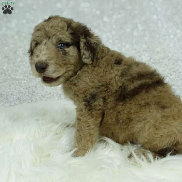 Maggie, Newfypoo Puppy