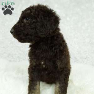 Hazel, Newfypoo Puppy