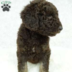Hazel, Newfypoo Puppy