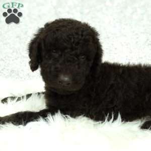 Hazel, Newfypoo Puppy
