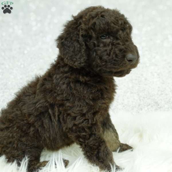Hazel, Newfypoo Puppy
