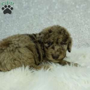 Jasper, Newfypoo Puppy