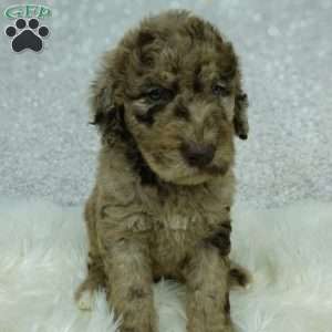Jasper, Newfypoo Puppy