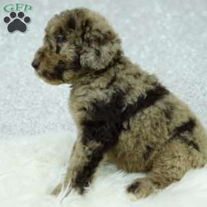 Jasper, Newfypoo Puppy