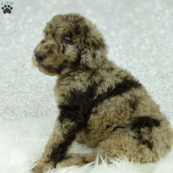 Jasper, Newfypoo Puppy
