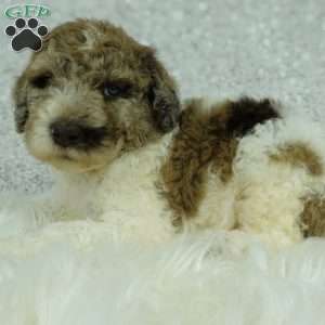 Penny, Newfypoo Puppy