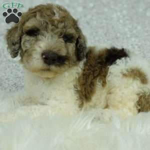 Penny, Newfypoo Puppy
