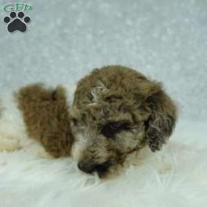 Penny, Newfypoo Puppy