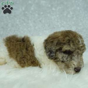 Penny, Newfypoo Puppy