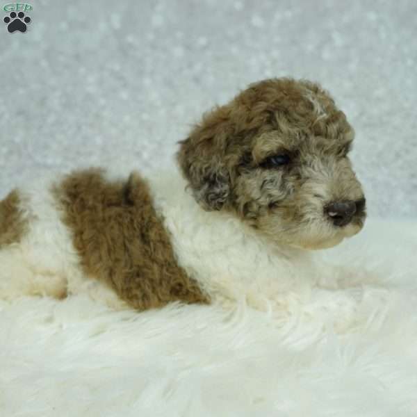 Penny, Newfypoo Puppy