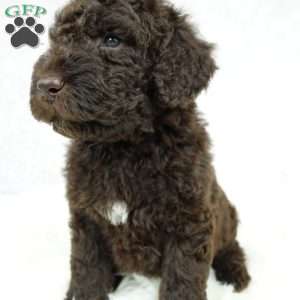 Marley, Newfypoo Puppy