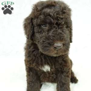 Marley, Newfypoo Puppy
