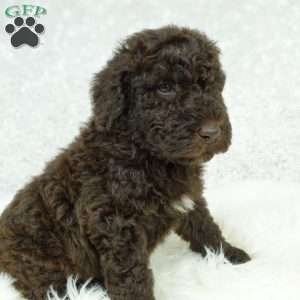 Marley, Newfypoo Puppy