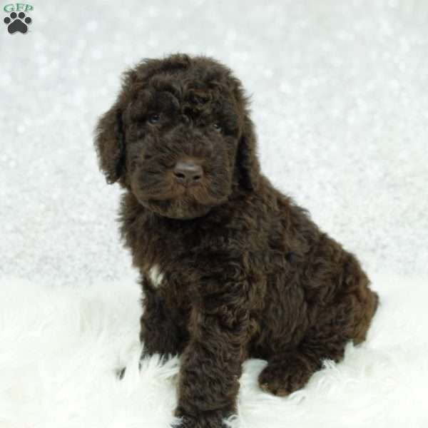Marley, Newfypoo Puppy