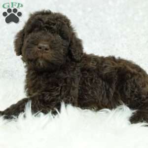 Marley, Newfypoo Puppy