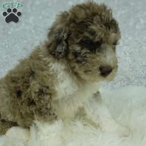 Archie, Newfypoo Puppy