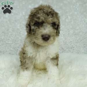 Archie, Newfypoo Puppy