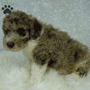 Archie, Newfypoo Puppy