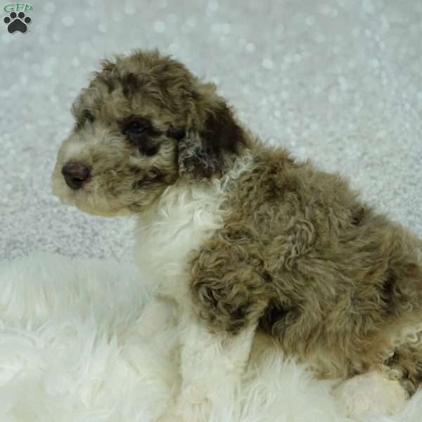 Archie, Newfypoo Puppy