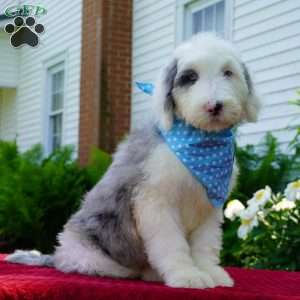 Aspen, Shepadoodle Puppy