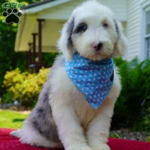 Aspen, Shepadoodle Puppy