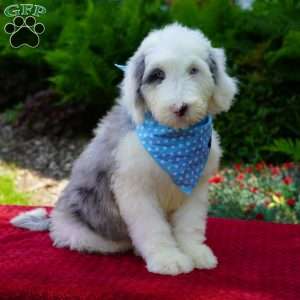 Aspen, Shepadoodle Puppy