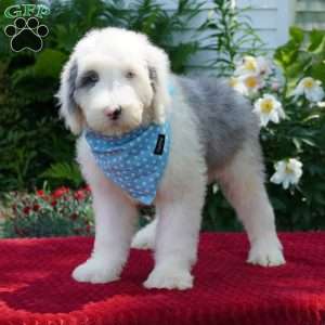 Aspen, Shepadoodle Puppy