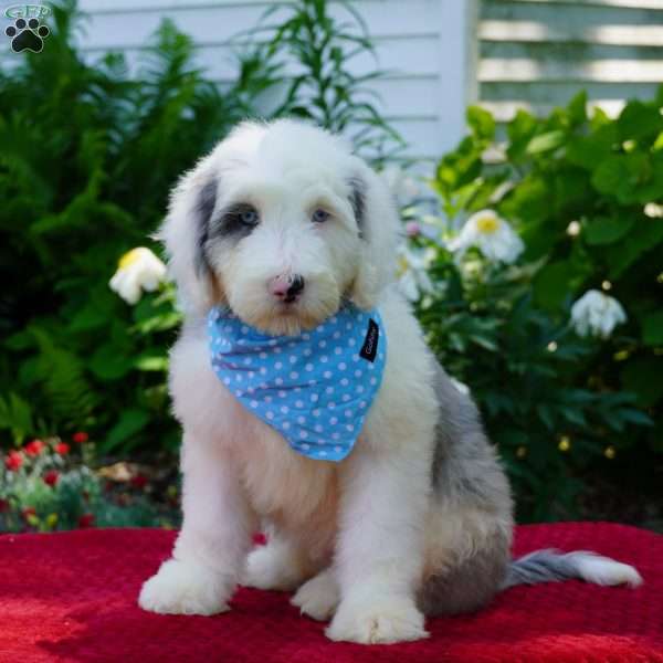 Aspen, Shepadoodle Puppy