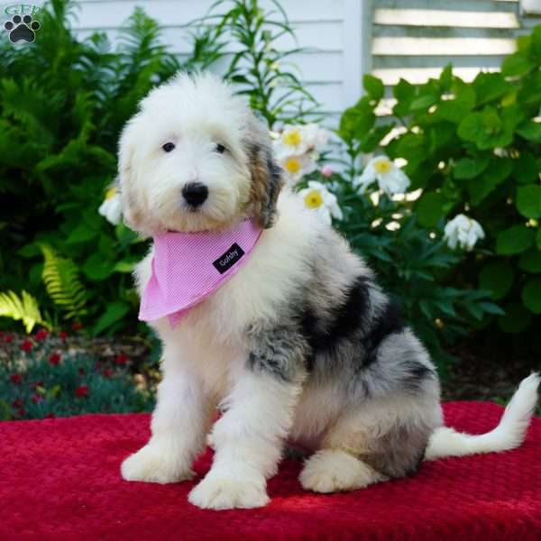Susie, Shepadoodle Puppy
