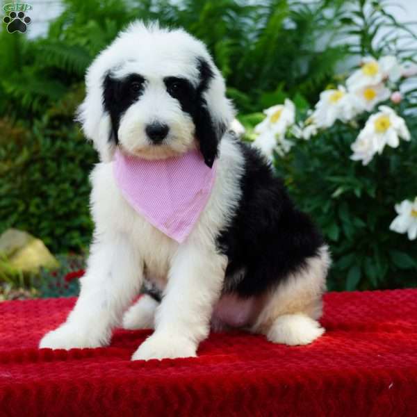 Panda, Shepadoodle Puppy