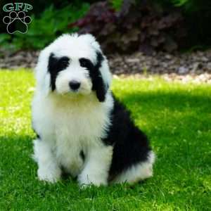 Panda, Shepadoodle Puppy