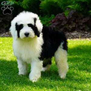 Panda, Shepadoodle Puppy