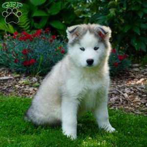 Cactus, Siberian Husky Puppy