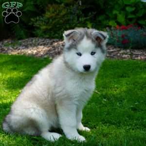 Cactus, Siberian Husky Puppy