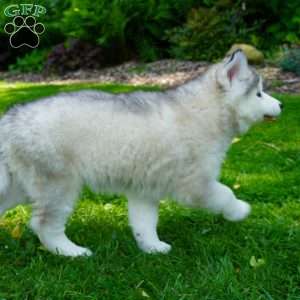 Cactus, Siberian Husky Puppy
