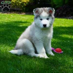 Cactus, Siberian Husky Puppy