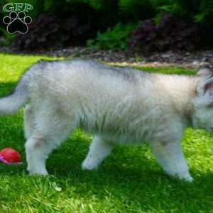 Cactus, Siberian Husky Puppy