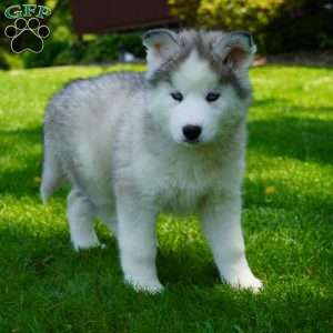 Cactus, Siberian Husky Puppy