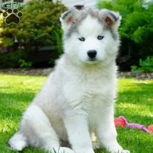 Cactus, Siberian Husky Puppy