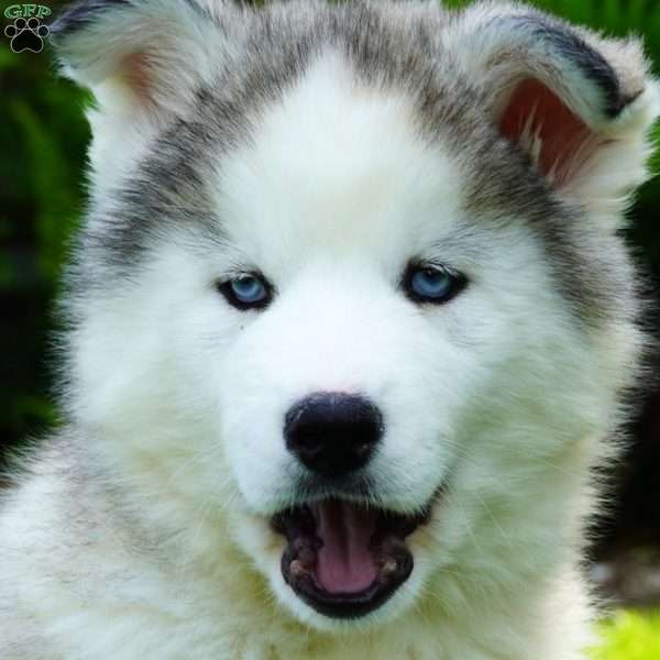 Cactus, Siberian Husky Puppy