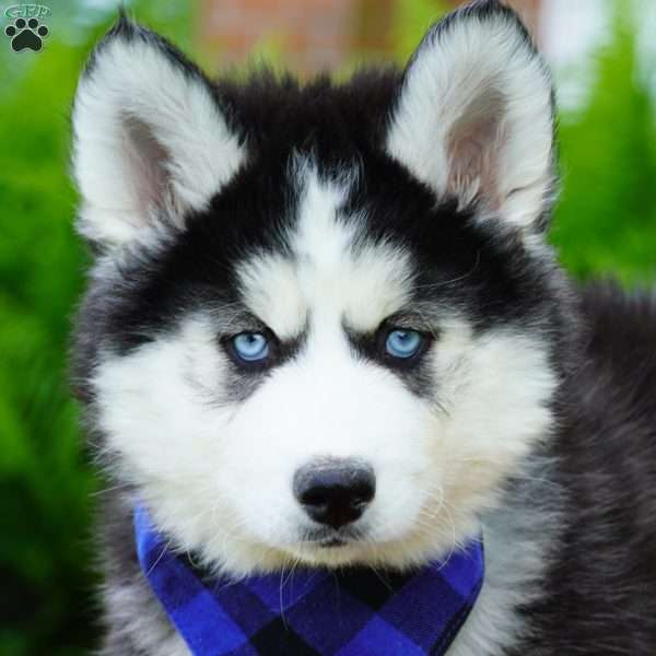 Bear, Siberian Husky Puppy