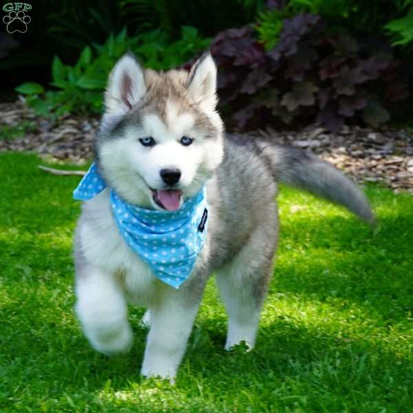 Smokey, Siberian Husky Puppy