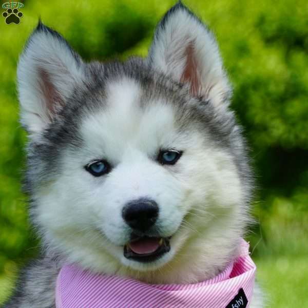 Lola, Siberian Husky Puppy